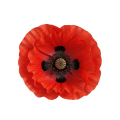 Vibrant red poppy flower with delicate petals and dark center isolated on transparent background
