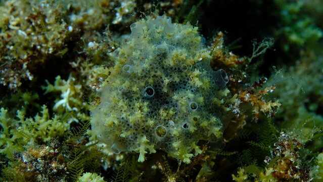 Encrusting colonial ascidian form or tunicate Diplosoma spongiforme extreme close-up undersea, Aegean Sea, Greece, Halkidiki, Pirgos beach