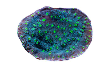 Coral Chalice in Green and Teals colors in Reef Tank