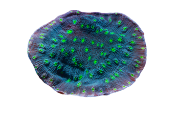 Coral Chalice in Green and Teals colors in Reef Tank