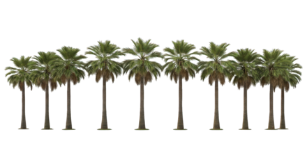 Row of tall palm trees with green fronds against a solid black backdrop