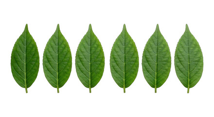 Fototapeta premium Six vibrant green leaves in a symmetrical row against a stark black backdrop