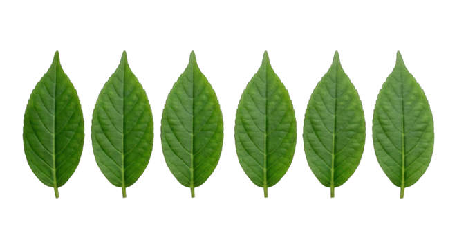 Six vibrant green leaves in a symmetrical row against a stark black backdrop