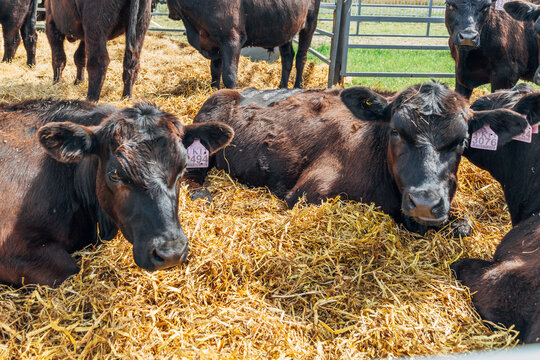 Black Angus calves in the open air