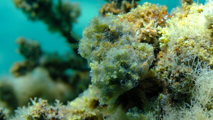Encrusting colonial ascidian form or tunicate Diplosoma spongiforme extreme close-up undersea, Aegean Sea, Greece, Halkidiki, Pirgos beach