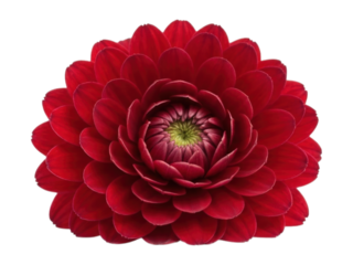 Symmetrical, lush red flower with tight, layered petals; green center on black bg
