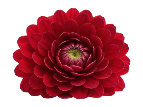 Symmetrical, lush red flower with tight, layered petals; green center on black bg