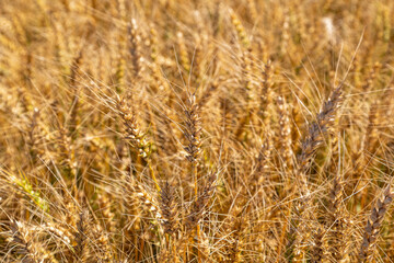 Gold wheat field and blue sky