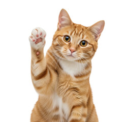 Obraz premium A cute cat high five isolated on white background