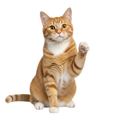 Obraz premium A cute cat high five isolated on white background