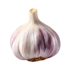 Single bulb of fresh garlic with purple streaks on a black background