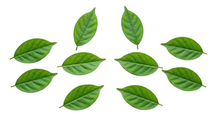 Fototapeta premium Symmetrical arrangement of green leaves on a black background, pointed upwards