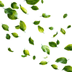 Falling green leaves nature scene graphic design aerial view isolated on transparent background