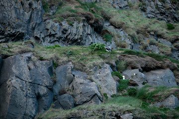 Landschaftsfoto von Island, Strand von Reynisfjara, Schwarzer Strand