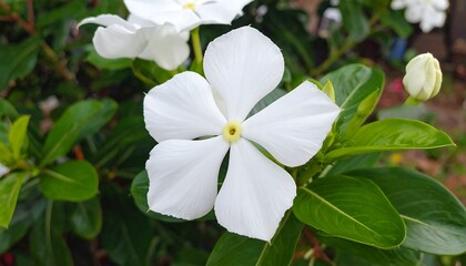 Obraz premium Close Up of White Periwinkle Flower.