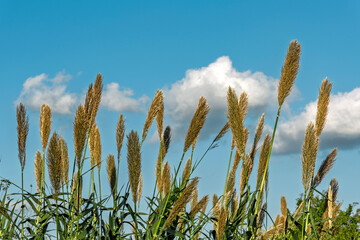 wheat field and blue sky
