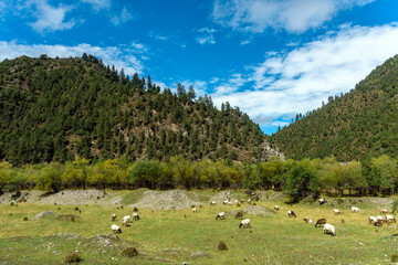 flock of sheep in mountains