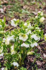 Helleborus orientalis Pretty Ellen White in garden