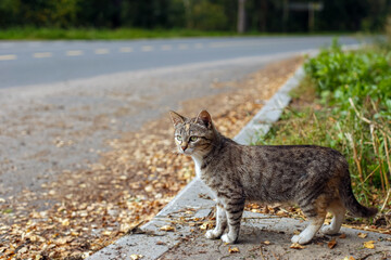 A surprised tabby cat in a city park.