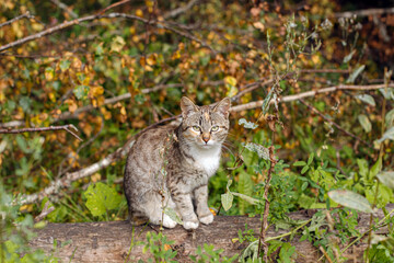 Obraz premium A tabby cat on a walk in the park.