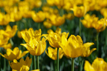Bright yellow tulips in the spring garden.
