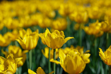 Obraz premium Bright yellow tulips in the spring garden.