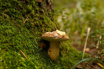 Fototapeta premium White mushroom. Nature. Photo of a white mushroom growing in the forest. Boletus edulis.