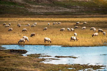 flock of sheep in a field
