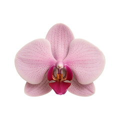 Delicate pink orchid flower isolated on plain surface