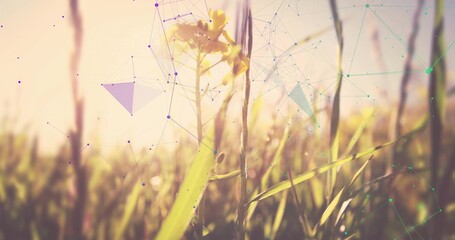 Glowing wildflower standing in golden hour meadow, with grass blades and faint network overlay