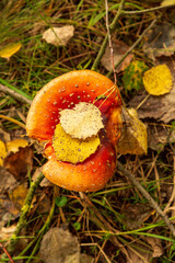 Bright autumn leaves in sunlight, red and yellow foliage close-up in fall season Close-up of a red fly agaric mushroom (Amanita muscaria) growing in the grass on a forest floor in autumn
