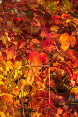 Bright autumn leaves in sunlight, red and yellow foliage close-up in fall season Close-up of a red fly agaric mushroom (Amanita muscaria) growing in the grass on a forest floor in autumn