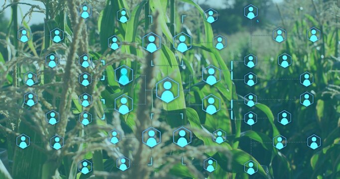 Showing corn stalk with tassels, leaves transmitting over dotted lines on farmland, network icons
