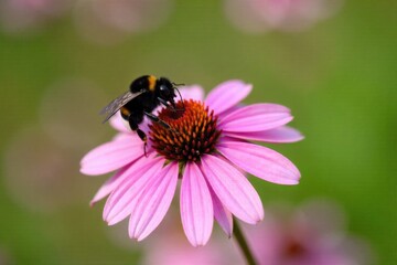 A bumblebee entering a vibrant purple coneflower, with a slightly blurred background of other garden elements. A close up, macro shot of a bumblebee actively entering the center of a vibrant purple