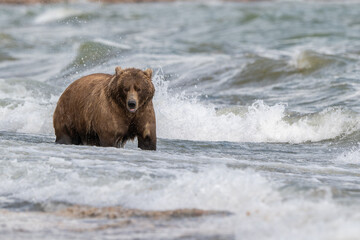 Alaskan brown bear searching for salmon in Naknek Creek.
