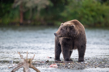 Alaskan brown bear standing in the shallows of Brooks River on a rainy day