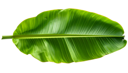 Isolated, large, vibrant green banana leaf, showing texture and central vein