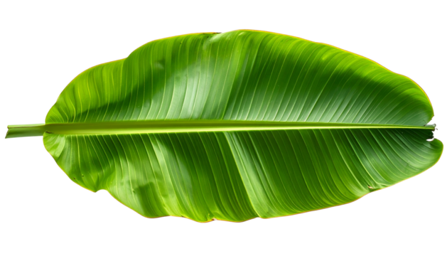 Isolated, large, vibrant green banana leaf, showing texture and central vein