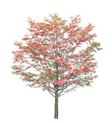 ハナミズキ　4月撮影　樹高3m