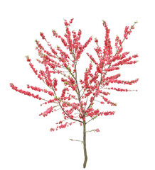 ハナモモ　　4月撮影　樹高270cm