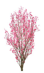 ハナモモ　4月380cm