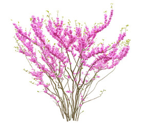 ハナズオウ　4月撮影　樹高2m