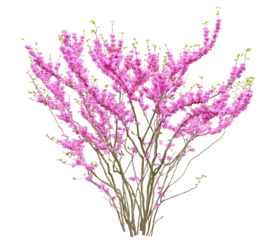 ハナズオウ　4月撮影　樹高2m