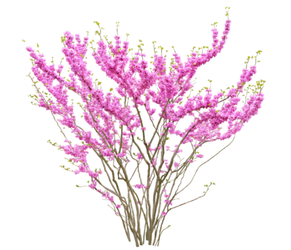 ハナズオウ　4月撮影　樹高2m