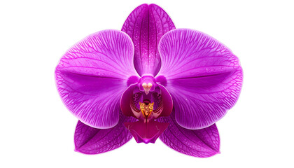 Fototapeta premium Vivid, isolated close-up of a blooming magenta orchid, showcasing delicate petals