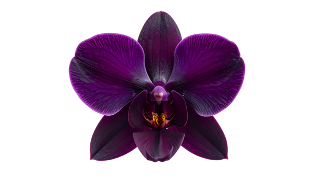 Isolated frontal view of a deep purple orchid flower against a black background