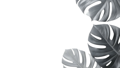 Three large, split-leaf tropical plant leaves in shades of gray, reflected on black