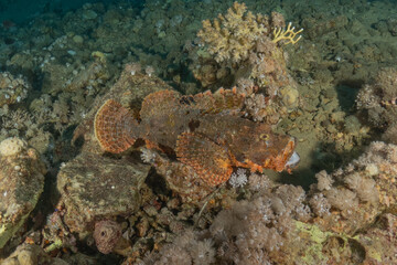 Fish swimming in the Red Sea, colorful fish, Eilat, Israel
