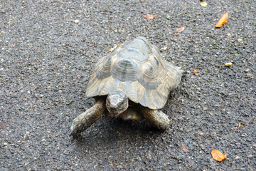 tortoise a land dwelling reptile of the order Testudines