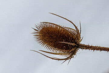 frost on prickly egg shaped head of teasel flower winter weather